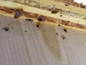 bedbugs2